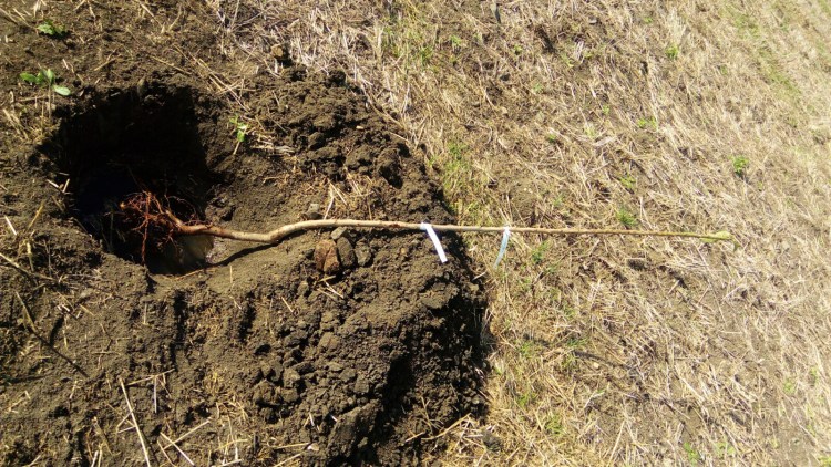 A young bare-root tree waits to be planted. Planting younger, smaller trees is more likely to bring success than planting mature trees. 