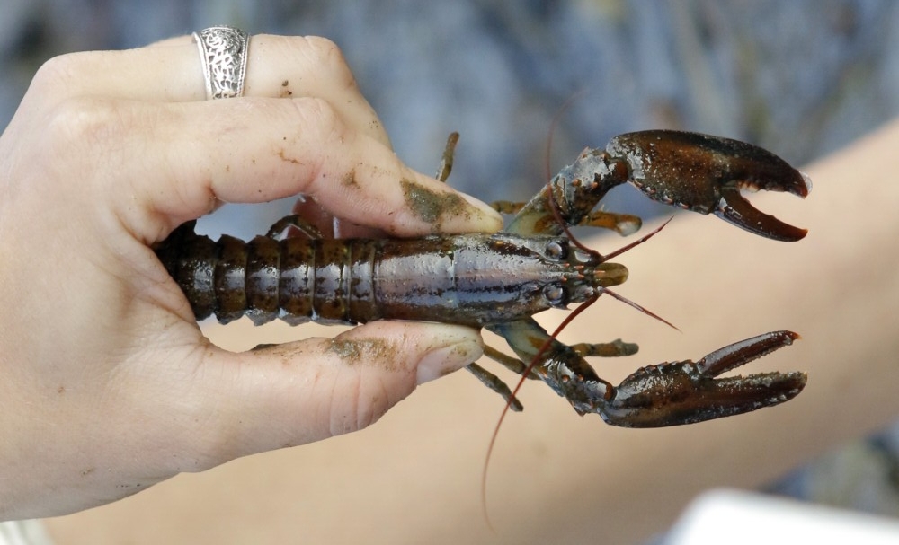 Baby lobsters may be adaptable to changes in Gulf of Maine, study shows