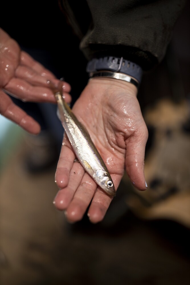 Molly Payne Wynne, a conservation scientist with The Nature Conservancy, holds a rainbow smelt she caught on the Abagadasset River in Bowdoinham. Payne Wynne is working with scientists from three other organizations to conduct the first-ever spring smelt spawning survey in Maine. The numbers of the tiny fish that spawn in Maine rivers have dropped drastically over some 50 years. 