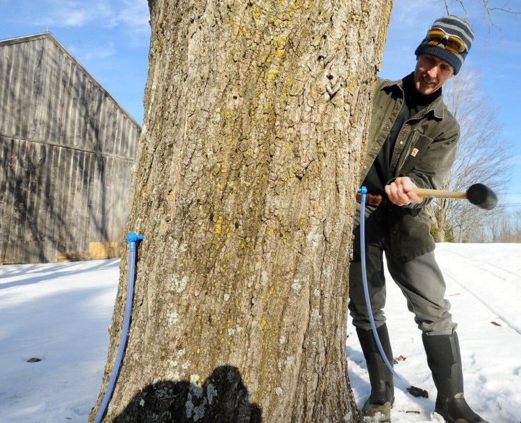 Jim Mathieu taps a maple tree at his home in Sidney. Maine Maple Sunday was cancelled, but the sap is still running. 