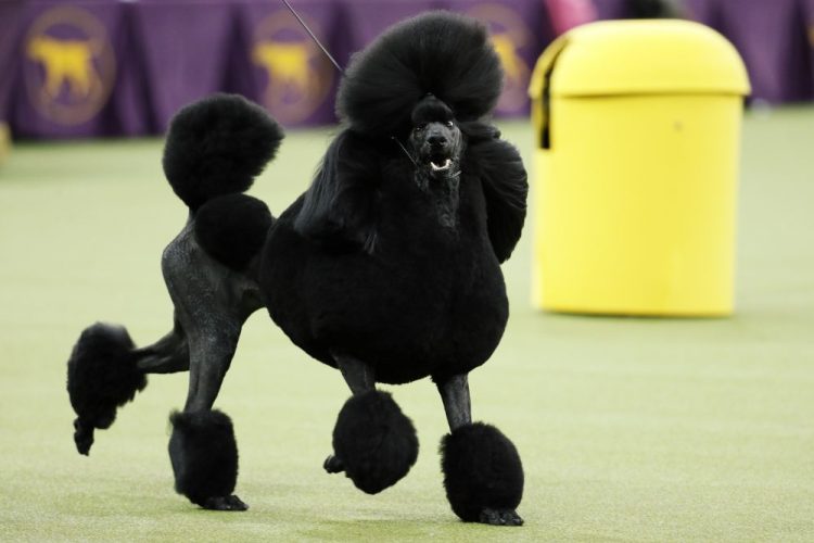 Siba, the standard poodle, competes for Best in Show during the 144th Westminster Kennel Club dog show, Tuesday, Feb. 11.