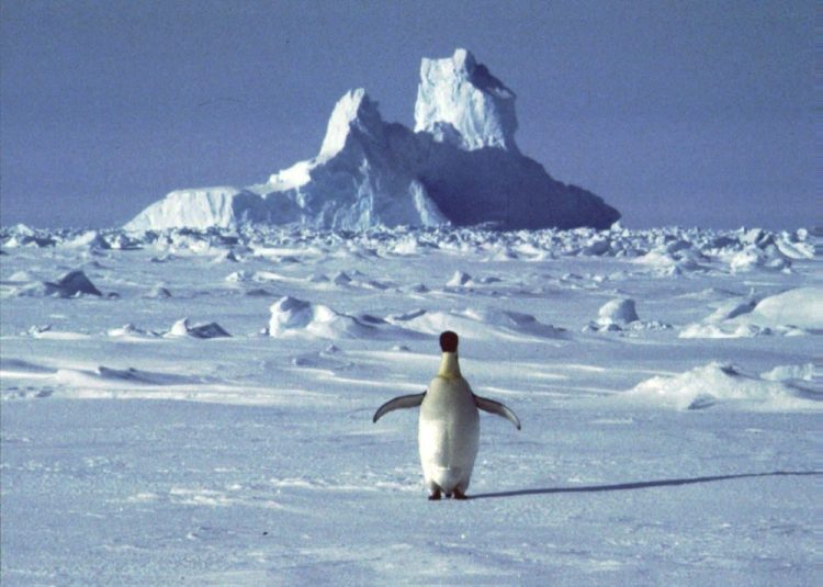 A lonely penguin appears in Antarctica during the southern hemisphere's summer season. The temperature in northern Antarctica hit nearly 65 degrees, a likely heat record on the continent best known for snow, ice, and penguins. The reading was taken Thursday at an Argentine research base and still needs to be verified by the World Meteorological Organization.