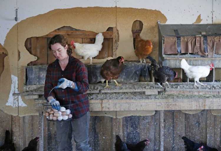 Heather Retberg collects eggs at the Quill's End Farm in Penobscot in April 2016. Maine might join a growing number of states that require cage-free facilities for chickens that lay eggs for commercial consumption. 