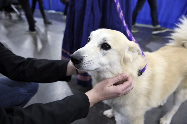 In this Saturday, Jan. 25, 2020 photo, Ghost, a Norwegian buhund, greets visitors at the American Kennel Club’s “Meet the Breeds” event in New York. Ghost is competing at the Westminster Kennel Club dog show, but he’s also a therapy dog that makes weekly rounds to see patients, staffers and visitors at a Delaware hospital, and he visits schools to serve as a nonjudgmental listener for children learning to read. 