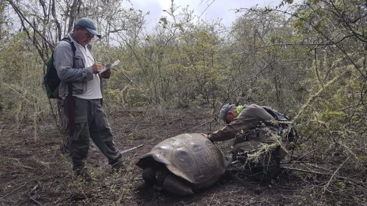 Park workers inspect a tortoise near Wolf Volcano on Galapagos Islands, Ecuador. An expedition to the foothills of the highest active volcano in the Galapagos Islands located a young female tortoise and she is a direct descendant of a giant tortoise species considered extinct.