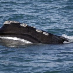MAINE_LOBSTERMEN_RIGHT_WHALES_69787