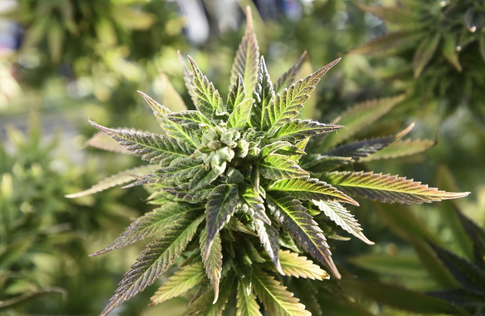 Marijuana_Convictions_Cleared_19992