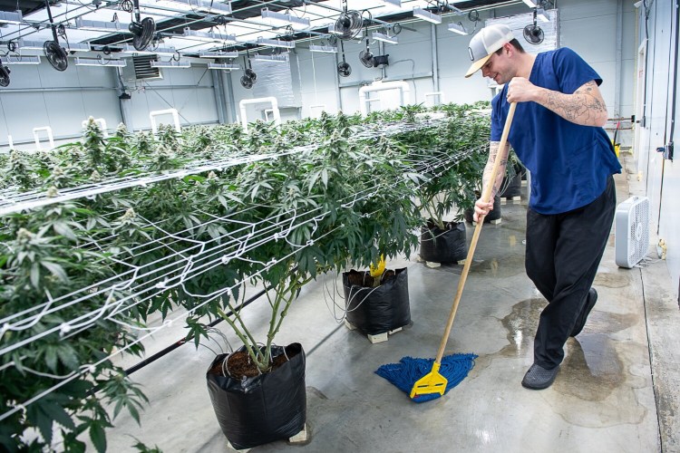 Garrett Durham mops the floor of the flowering grow room in the Atlantic Cannabis Collective operation in Auburn. Durham says that he cleans the space daily to prevent disease and pests.