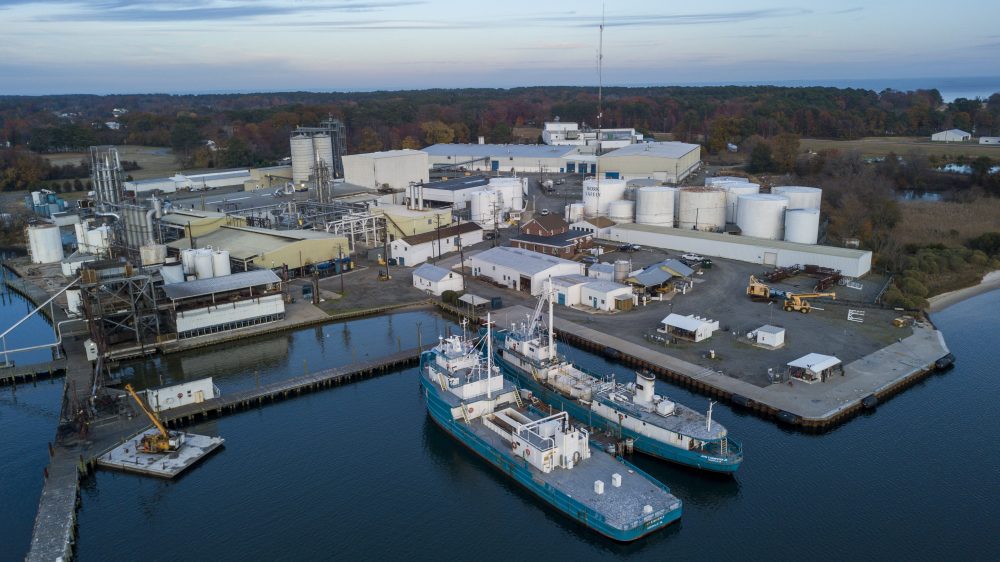 Menhaden_Rise_and_Fall_30432