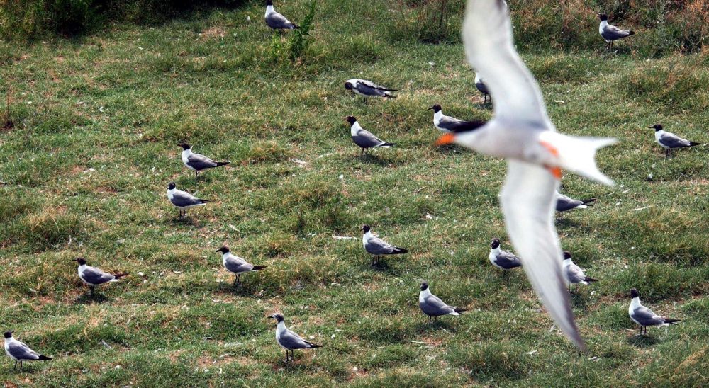 Migratory_Birds-Virginia_15766