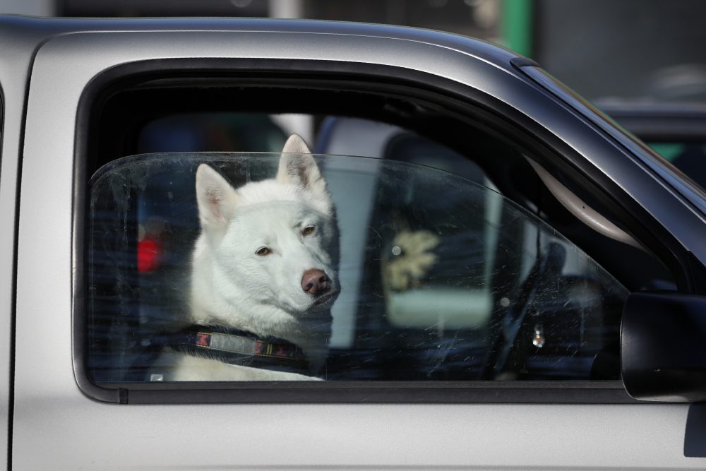 Unattended_Animals_25050