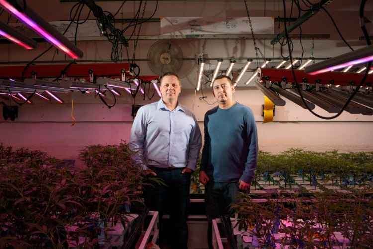 Brian Cusworth, director of operations, and employee Chris Baca at the Clinic in Denver, a licensed marijuana growing facility using carbon dioxide produced by the beer brewed at the nearby Denver Beer Co. 