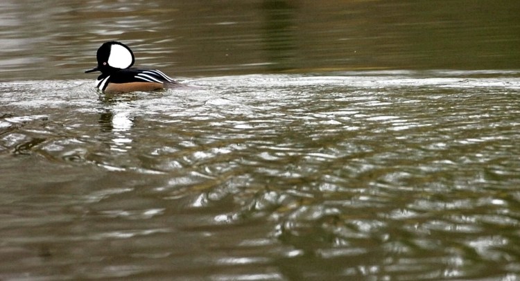 The hooded merganser gets its name from the Latin "mergus," meaning hood and "anser," meaning goose, "a perfectly apt description of these birds," according to ornithologist Herb Wilson. 