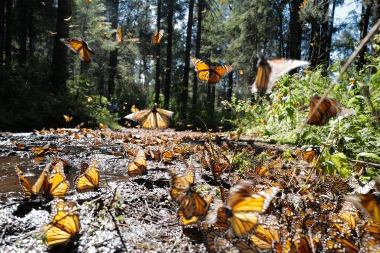 Every year, millions of monarch butterflies migrate to the same remote stretch of forest in central Mexico.