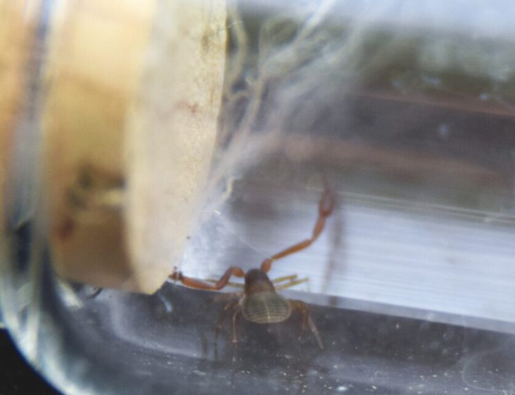 A house pseudoscorpion, seen here captive in a vial.