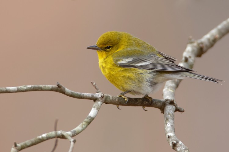 The 30 Pine Warblers that were counted in December's Christmas Bird Count in Eastport was a "mind-boggling total."