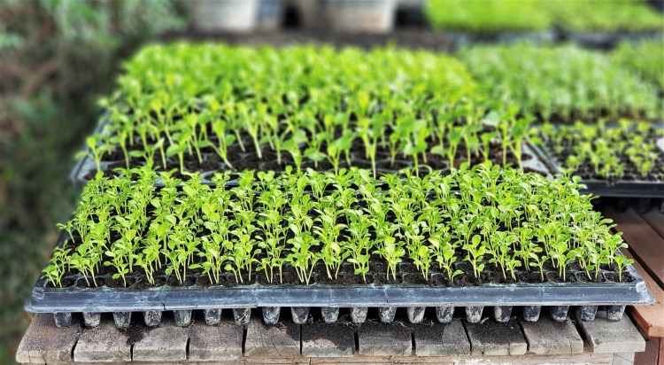 It's not hard to grow microgreens, and growing them is a good way for gardeners to occupy their time until the earth warms again for planting season. 