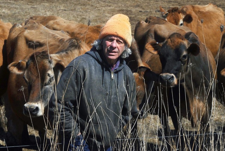 Spencer Aitel stands abreast of his herd of Jersey milk cows Thursday at the Two Loons Farm dairy in South China. Aitel and spouse Paige Tyson own the dairy. 