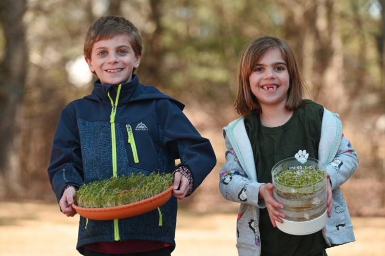 Spencer 9, and Lauren Pahigian 6, show off microgreens and sprouts that they have grown at their home in Saco.