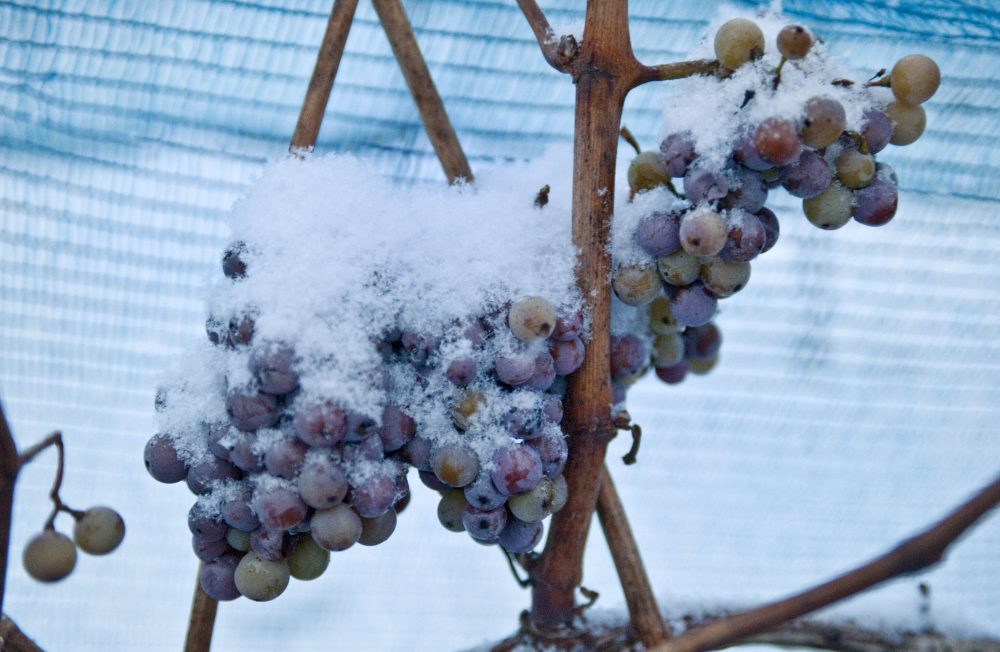 Germany_Ice_Wine_13007