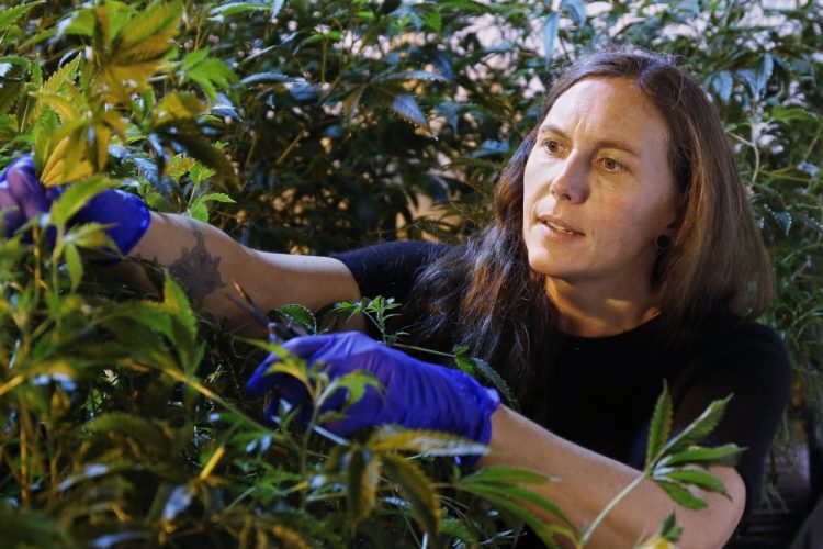 Jessica Baker takes a cutting of a plant at a marijuana nursery at Baker Medical in Oklahoma City. She and her husband started their business in Humboldt County, Calif., but moved to Oklahoma shortly after the state passed medical marijuana legislation. “Oklahoma is really allowing for normal people to get into the cannabis industry, as opposed to other places where you need $20 million up front,” she said.