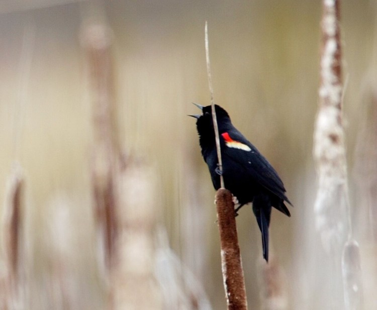 A red-winged blackbird greets the dawn at a bog in Augusta. Their return is a sign of spring in Maine, but it can be variable. 