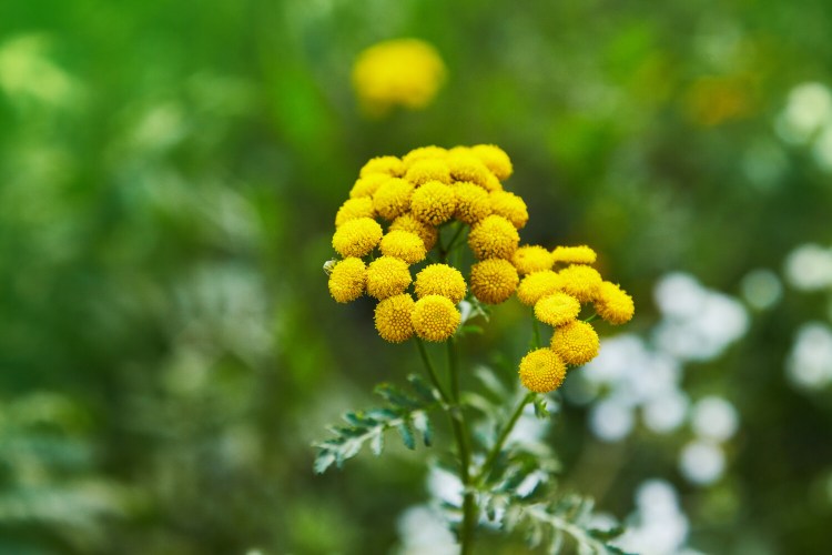 Tansy keeps away some bad bugs, but it's invasive. 