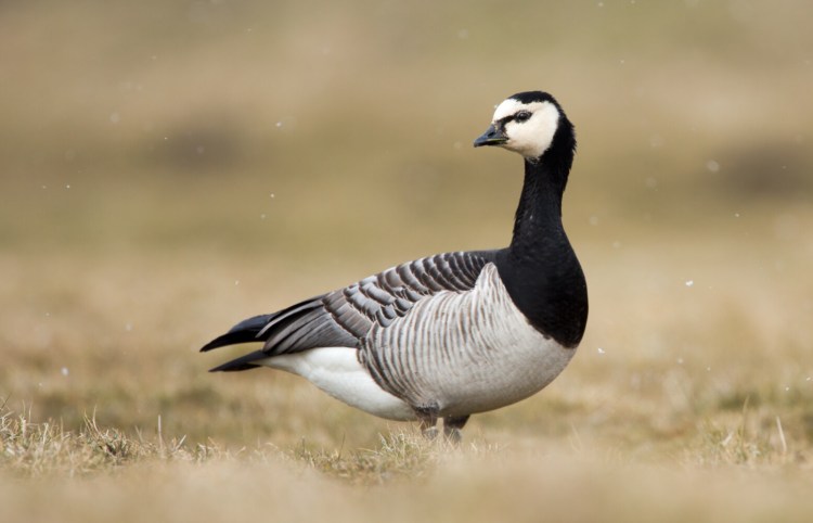 The barnacle goose, seen on very rare occasion in Maine, got its (inaccurate) name centuries ago, before humans understood migration. 