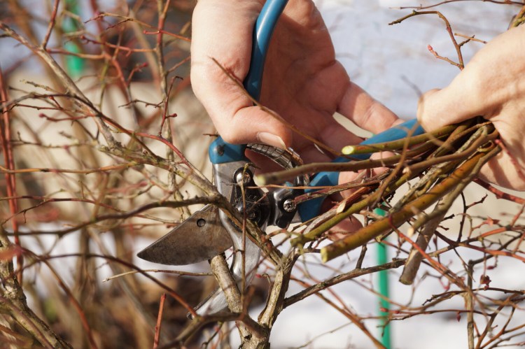 For many trees and shrubs, the time to prune is now. 