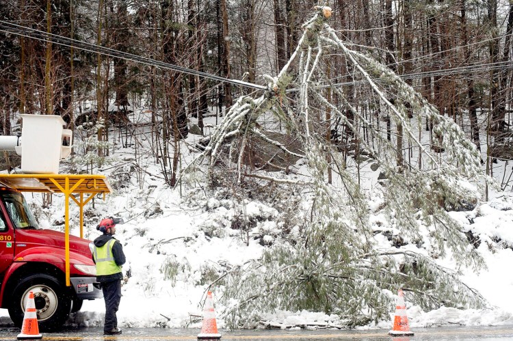 An employee of Lucas Tree Experts examines a tree branch that fell across wires along the Buckfield Road in Turner on Friday. The road was down to one lane while crews worked on removing the limb.