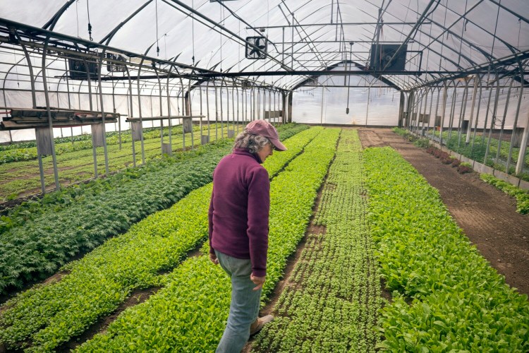Lisa Turner, owner of Laughing Stock Farm in Freeport, walks through one of the farm's greenhouses on Tuesday, April 21, 2020. Normally, Turner sells her vegetables to restaurants but with most of them closed due to the coronavirus, she has started selling directly to customers out of her farm stand. 
