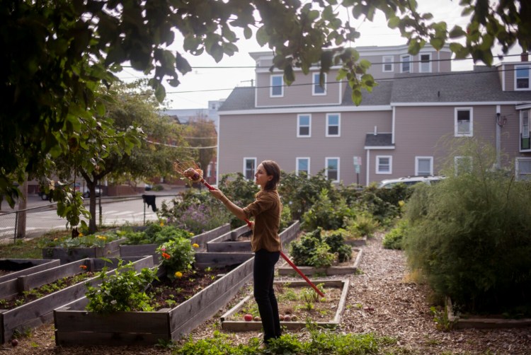 Community gardens, like this one on Oxford Street in Portland, are re-evaluating their procedures to ensure gardeners can keep their social distance and stay safe.