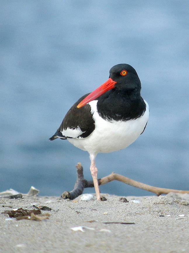 The American Oystercatcher is a species the Maine Audubon team hopes to find in the World Series of Birding.



