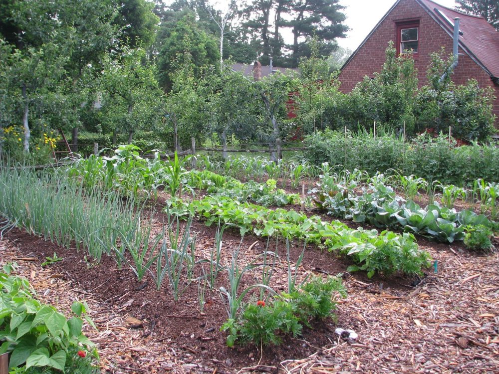 Gardening_Veggies_101_30483