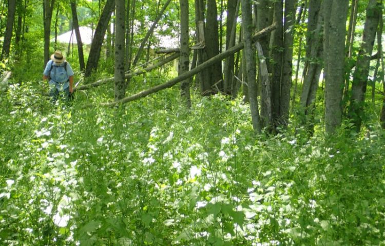 A project staff member surveys a large patch of invasive garlic mustard in Sidney. 
