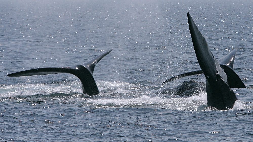 Right_Whales_Deaths_65130