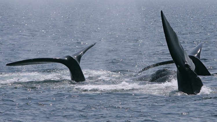Three right whale tails surface in Cape Cod Bay on April 10, 2008, near Provincetown, Mass. A judge’s April 9 ruling that the federal government didn’t take adequate steps to protect endangered whales will likely result in another months-long court battle. 