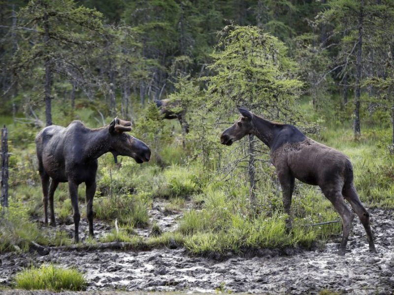 When hunting moose, help is always available