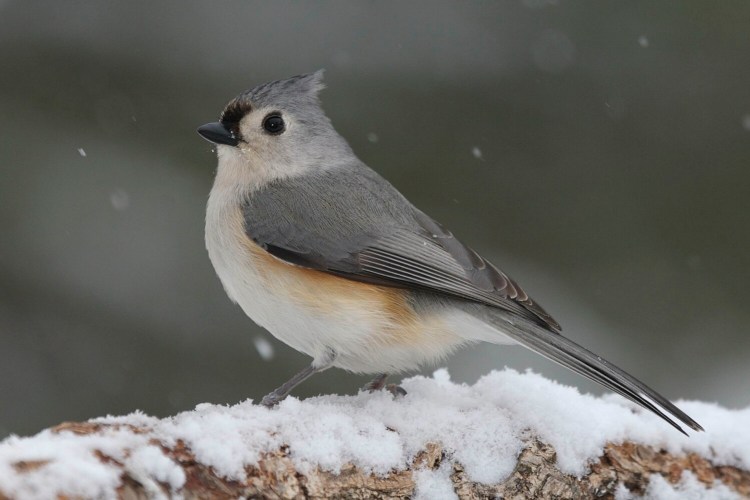 The tufted titmouse is a common backyard bird in Maine - and can be easily recognizable by its call. 