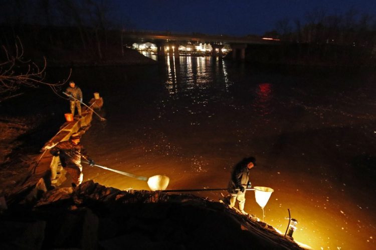 Eel fishermen use dip nets while fishing by lantern light in April 2020 in Yarmouth.