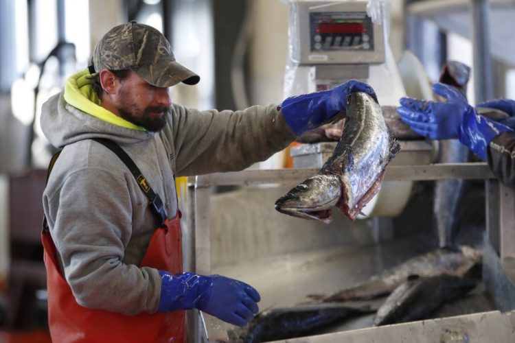 A worker weighs and sorts pollack at the Portland Fish Exchange in Portland. The seafood industry has been upended by the spread of coronavirus, which has halted sales in restaurants and sent fishermen and dealers scrambling for new markets for their products. 