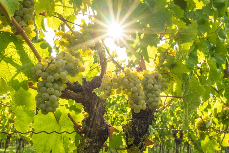 At an international conference in February, the wine industry examined its practices in light of climate change. 