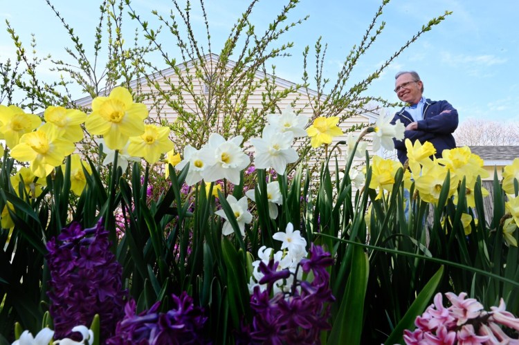CAPE ELIZABETH, ME - MAY 6:  Brian Allen in one of his gardens with an assortment of flowers including daffodils  Wednesday, May 6, 2020. (Staff Photo by Shawn Patrick Ouellette/Staff Photographer)