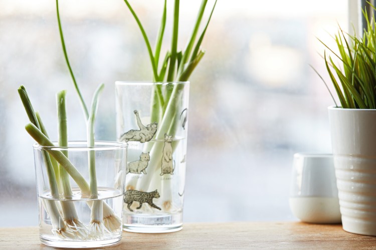 Pandemic project: try regrowing green onions and other vegetables on your windowsill.