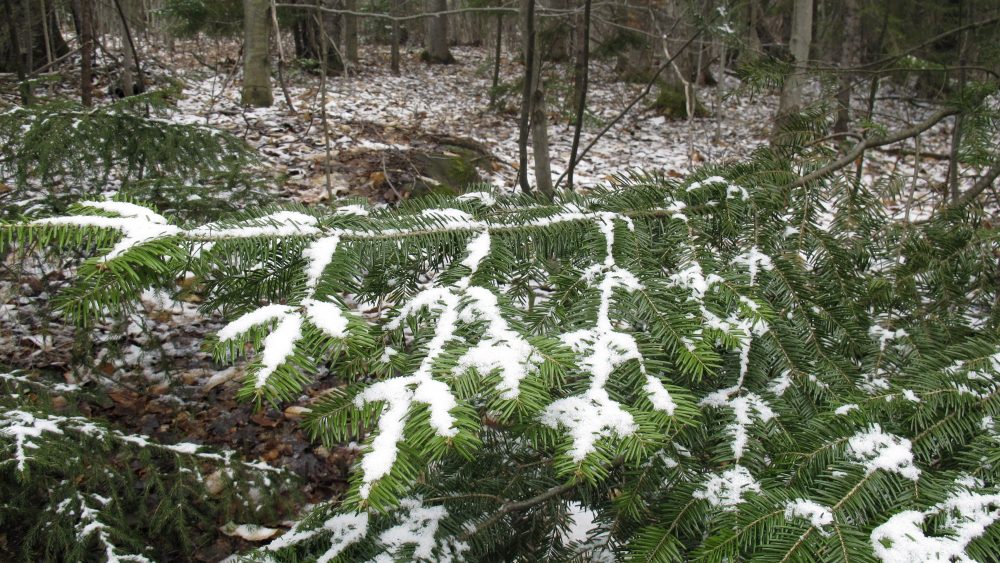 May_Snow_Vermont_39906