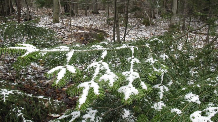 A dusting of snow covers tree branches in Stowe, Vt., on Tuesday May 5, 2020. The National Weather Service predicted snow or rain showers Tuesday morning in parts of New Hampshire, Vermont and Maine. 