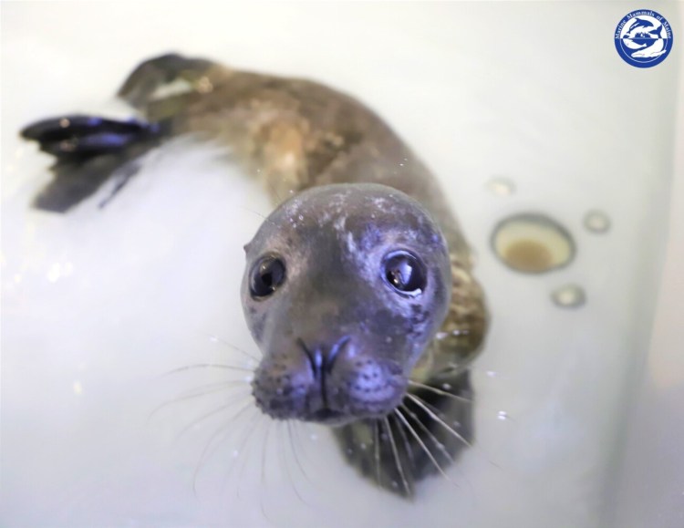 This seal pup is scheduled to be transferred Tuesday to its new home at the National Marine Life Center in Buzzards Bay, Massachusetts.
