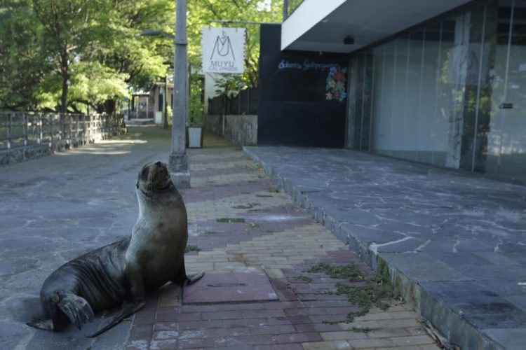 A sea lion sits outside a closed hotel on May 2 in San Cristobal, Galapagos Islands, Ecuador. The majority of the island hotels are usually occupied throughout the year, but all reservations have been canceled through July. 