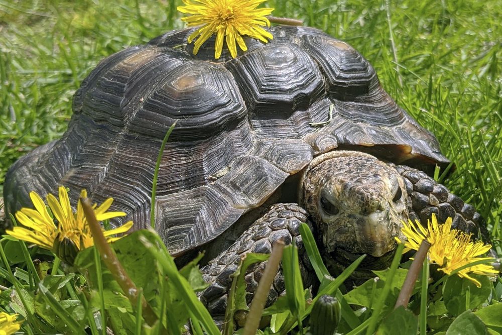 Virus_Outbreak_Tortoise_Adoption_71825