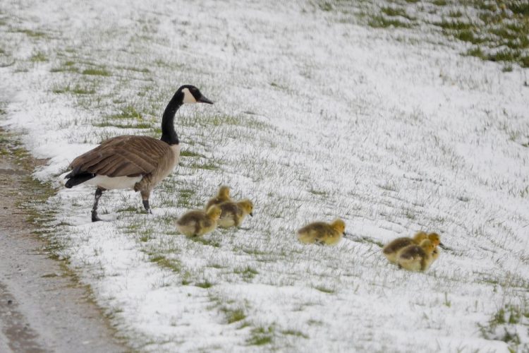 Canada geese brave a snowy slope in Lanesborough, Mass.,  on Saturday.

